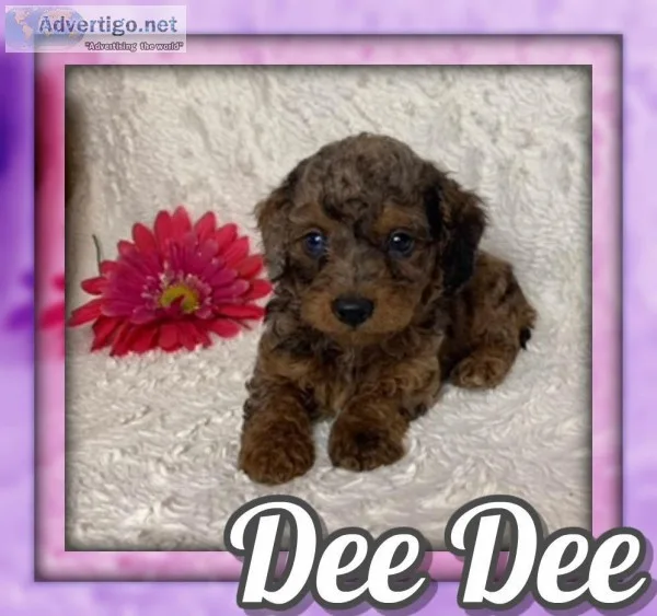 Dee Dee Female Mini Poodle