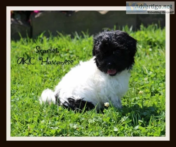Scarlet Female AKC Havanese