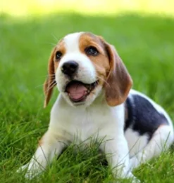 cutest dog