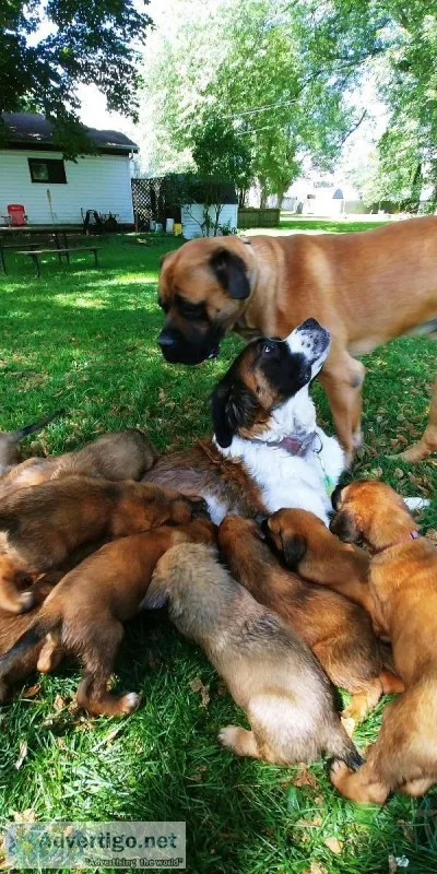 Saint Mastiff puppies