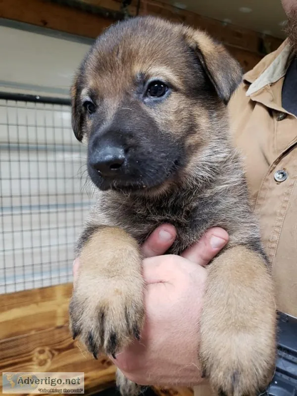 German Shepherd pup