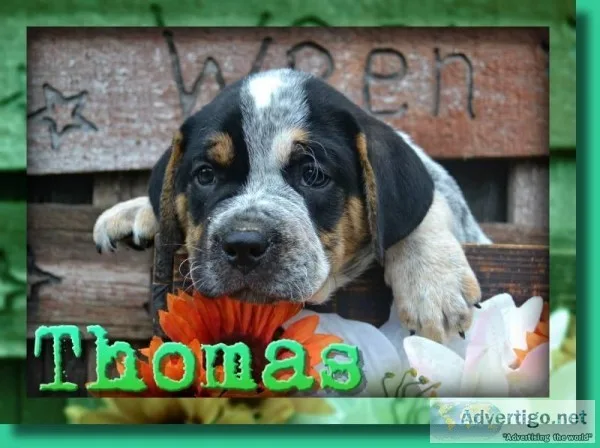 Thomas Male English Bulldog Mix