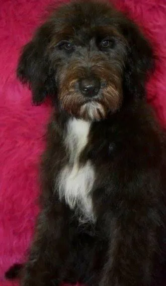 Aussie Doodle 21 weeks old