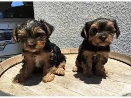 SMART YORKIE PUPPIES AVAILABLE FOR ADOPTION