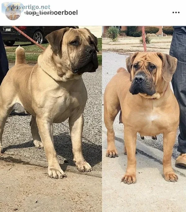 Boerboel Puppies
