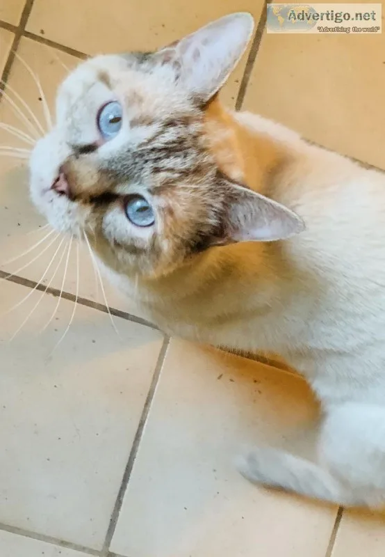 World&rsquos Sweetest Siamese Kitty