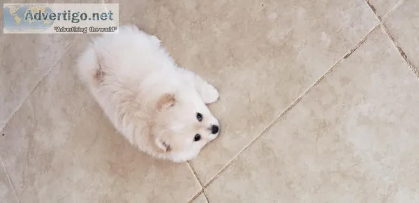 MALE POMERANIAN  PUPPY