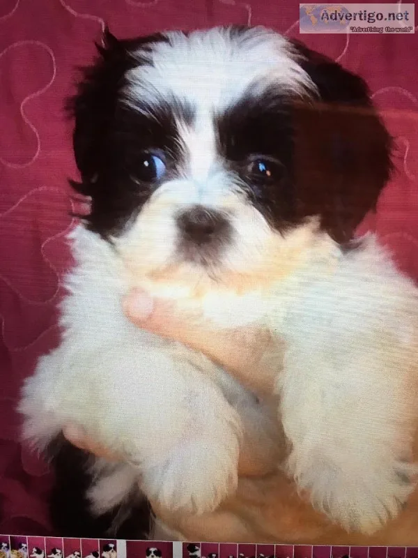 SHIH Tzu puppy Chinese full blood line male pedigree in CKC 11 w