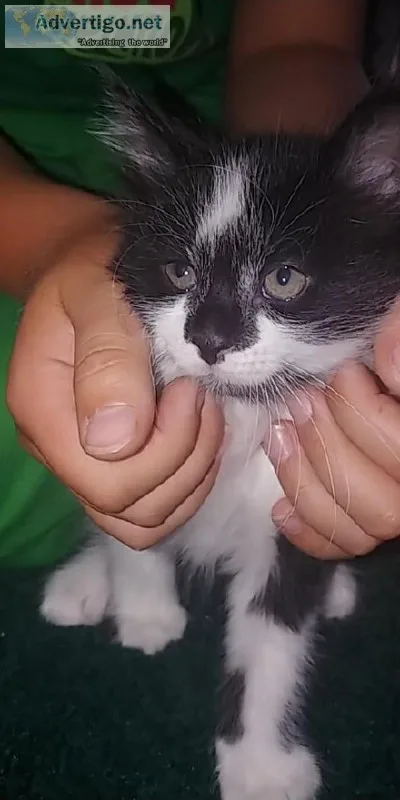 Beautiful kittens ready for furrever homes