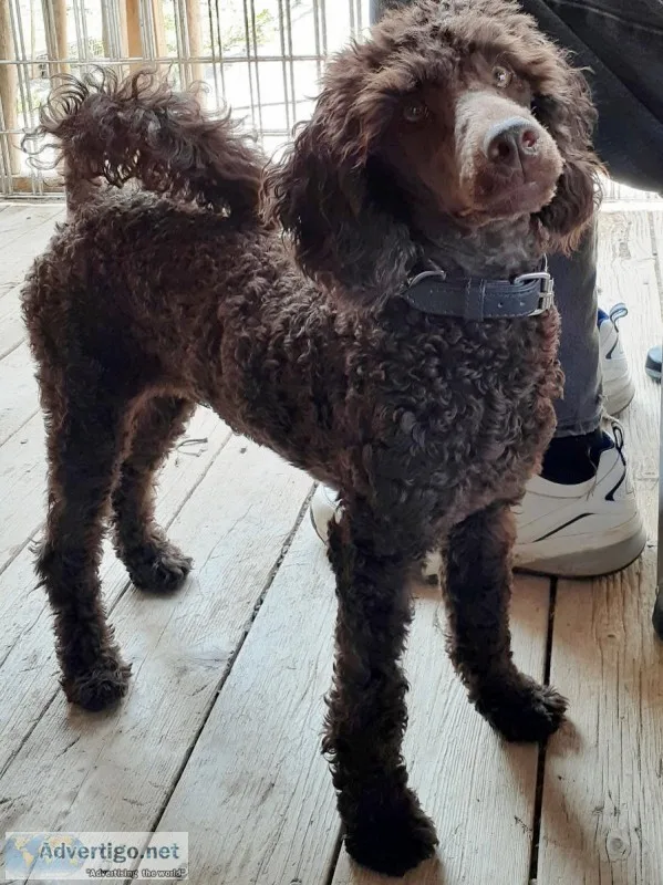 CKC Registered Brown Miniature Poodle Puppy