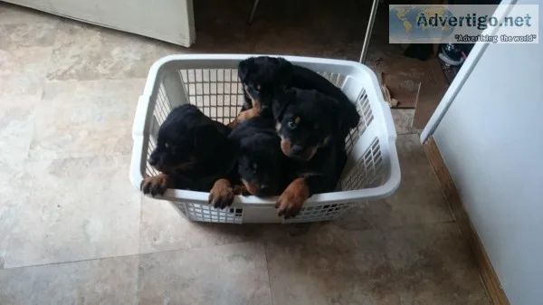 Purebreed Rottweiler puppies