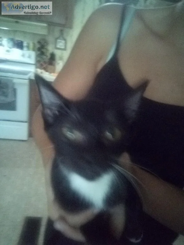 Kittens to a good home