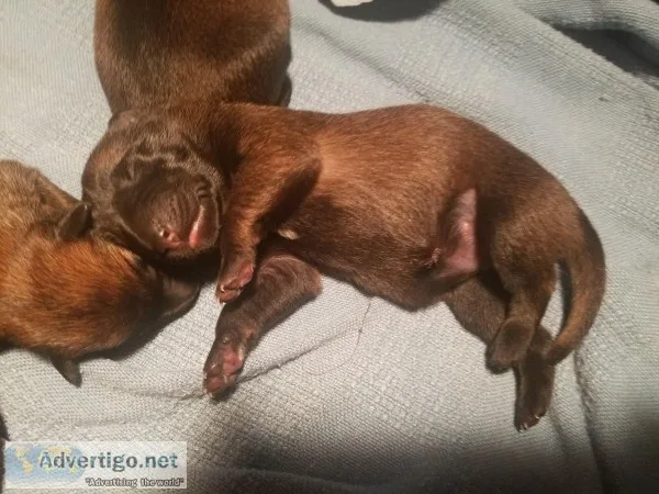 Belgian malinois pups