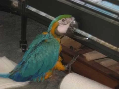 Mature Blue and Gold Macaw