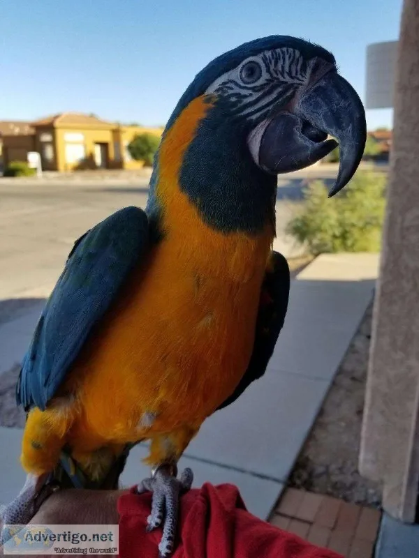 Blue Throat Macaws