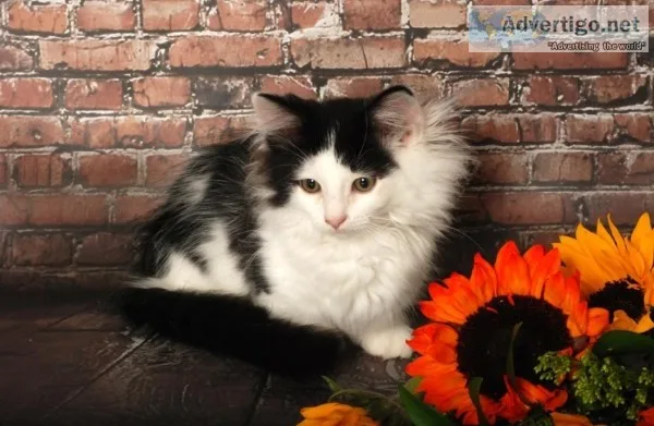 Adorable Male Munchkin Kitten