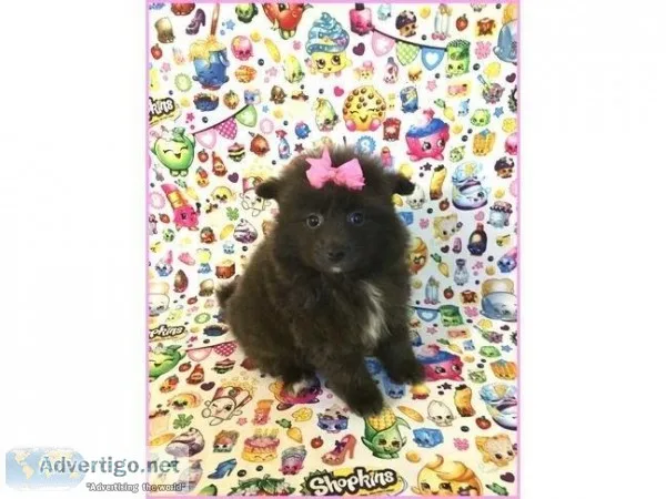 Pomeranian- Lulu- Female