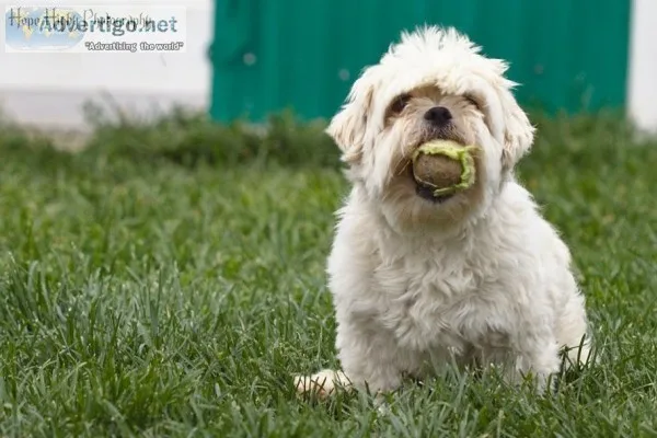 Foster Homes For Animals Needed