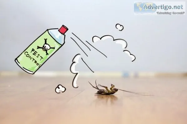 How to Get Rid of funnel Ants With Active Pest