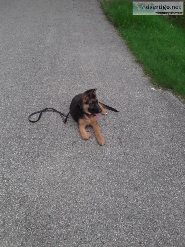 Dog obedience problem-solving and more