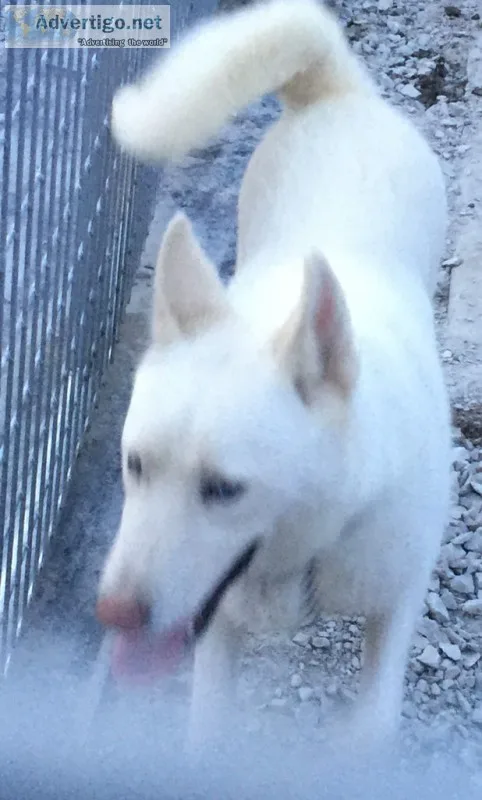 Adult huskies