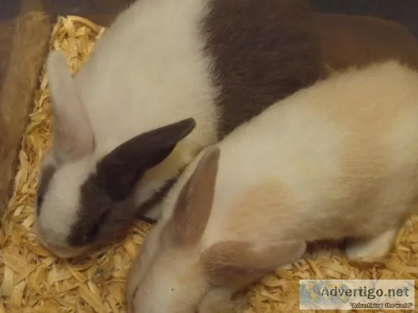 Rabbits Dutchdwarf cross