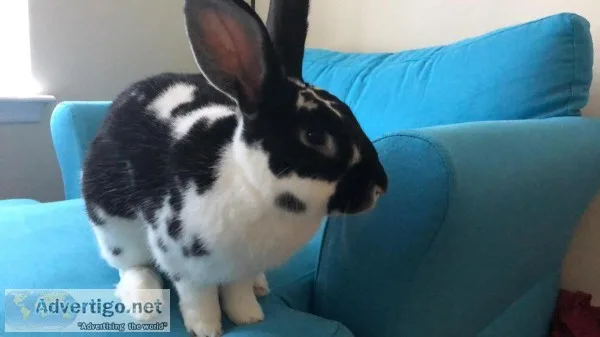 Bunny and Bunny Suplies