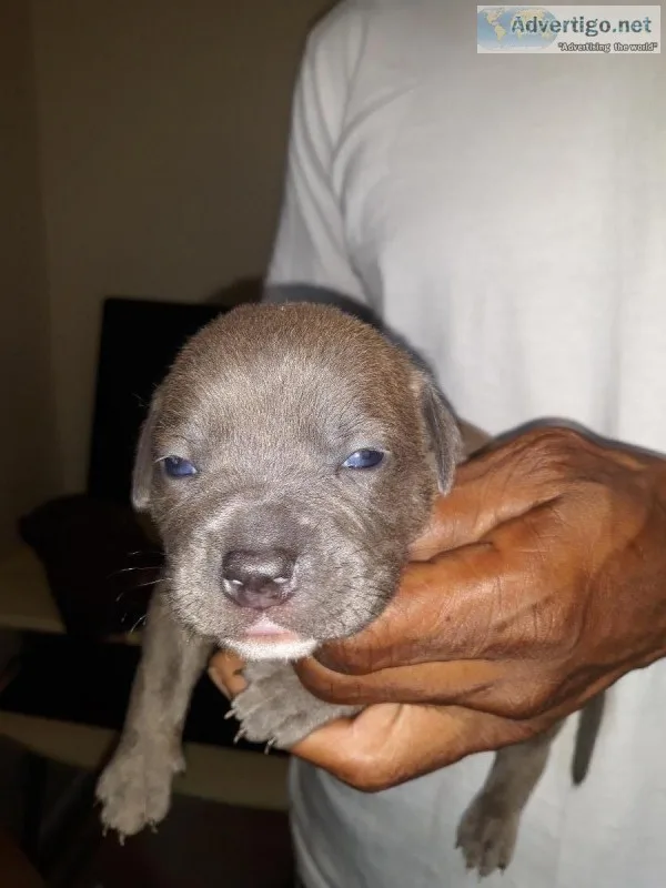 BLUE PITMASTIFF PUPPIES FOR SALE