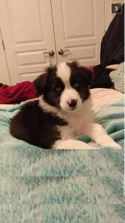 Australian Shepherd