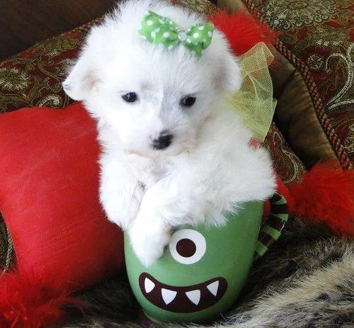 little maltese puppies now available