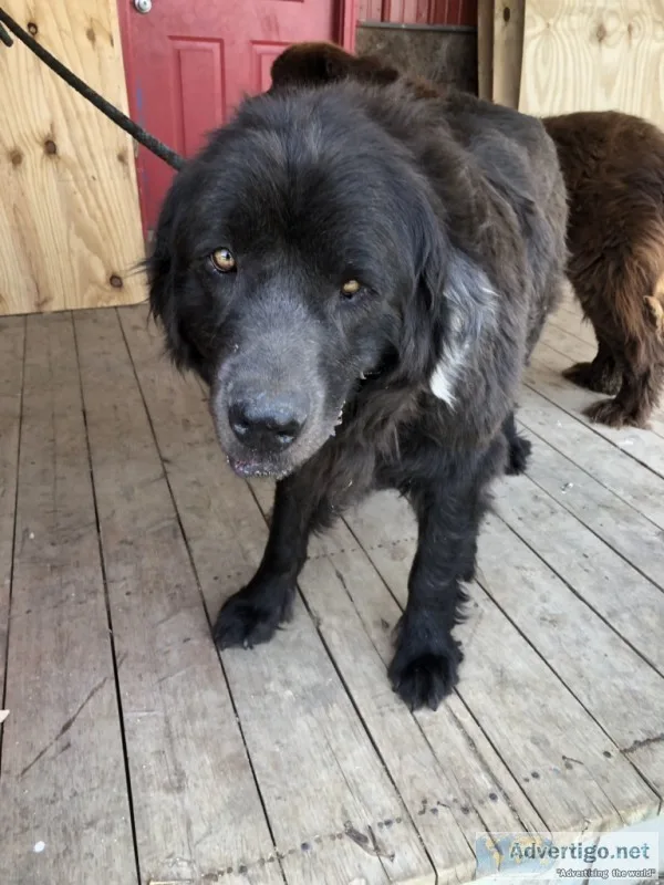 Newfoundland pair