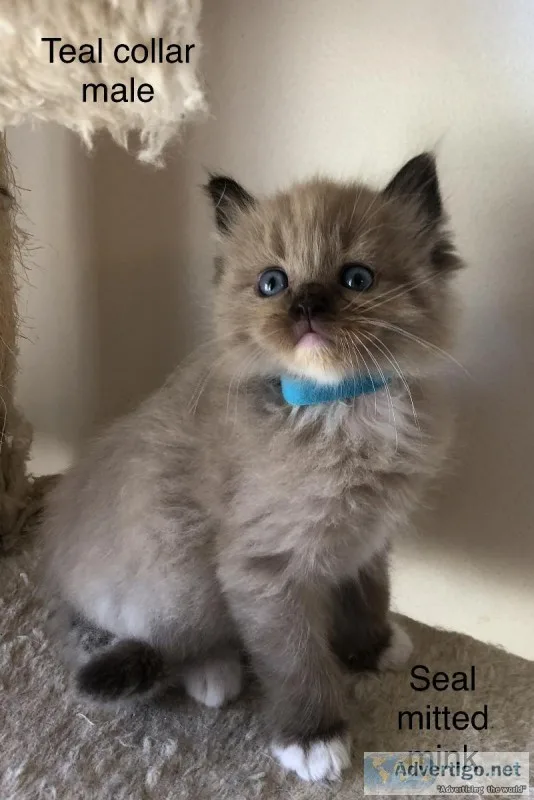 Ragdoll kittens