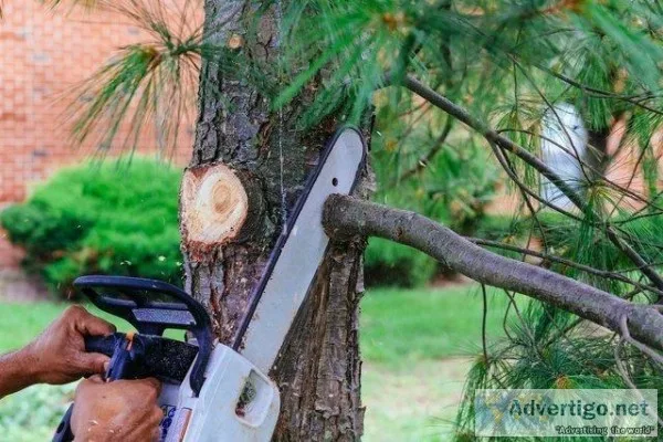 Emergency Tree Removal Service Atlanta Georgia