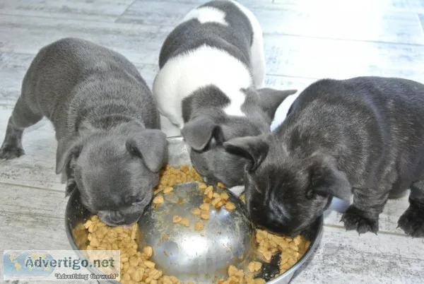 Frenchie home puppies