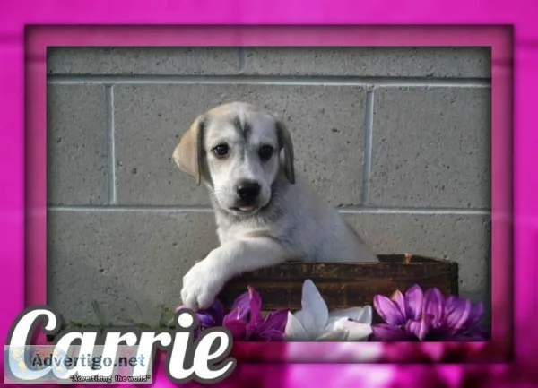 Carrie Female Mountain Cur Mix