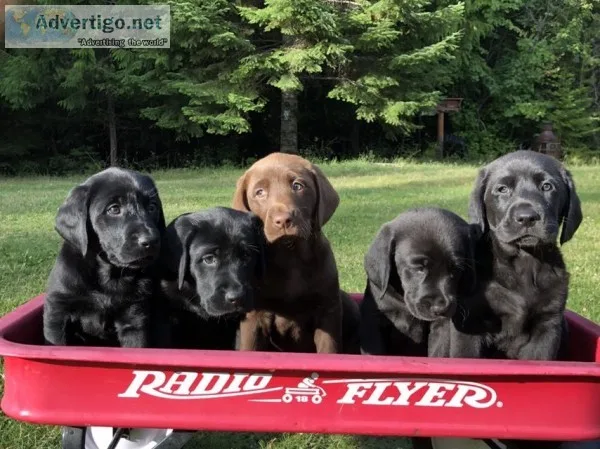 AKC Labrador Puppies