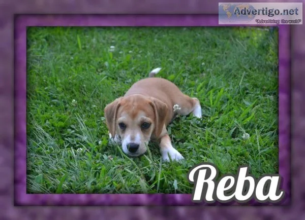 Reba Female Mountain Cur Mix