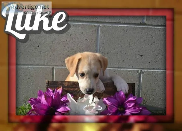 Luke Male Mountain Cur Mix