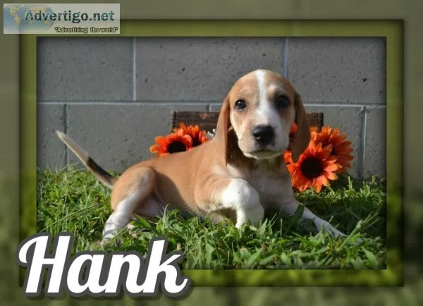 Hank Male Mountain Cur Mix