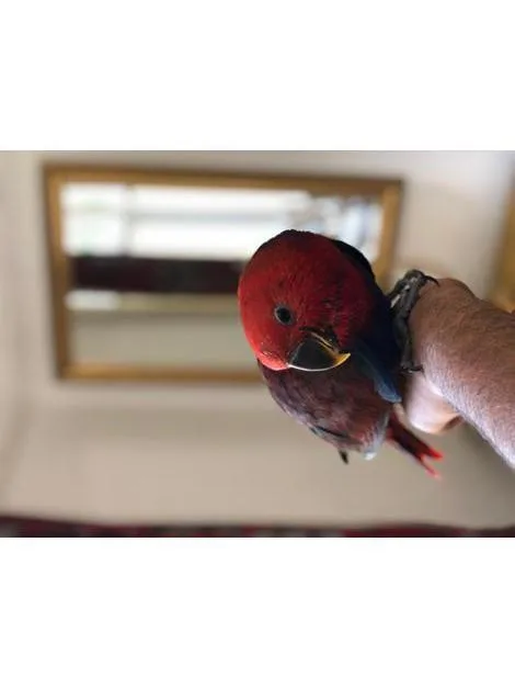 Gtdfysg MaleandFemale Eclectus Birds Hand reared red sided