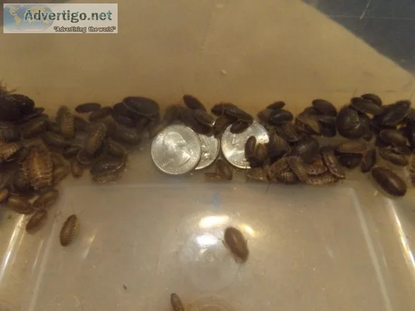 Black soldier fly larvae Mealworms Dubias