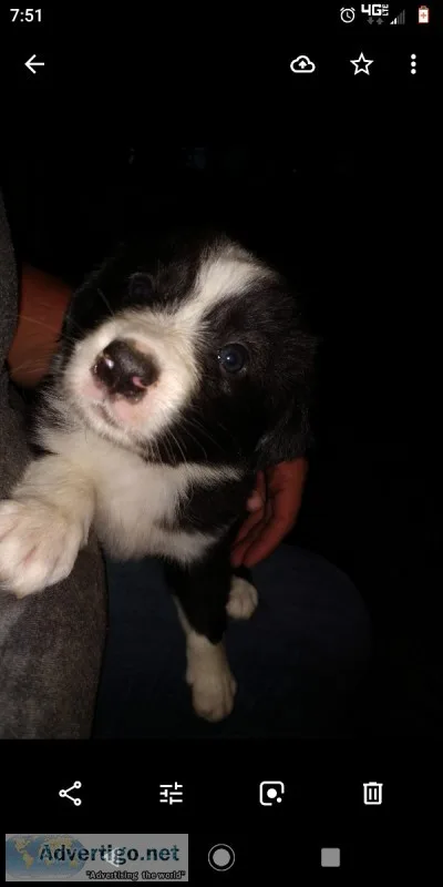 Australian Shepherd and border collie pups