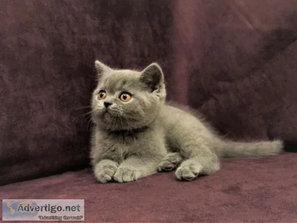 Blu purebred boy Solid Blue DOB 05.03.2019