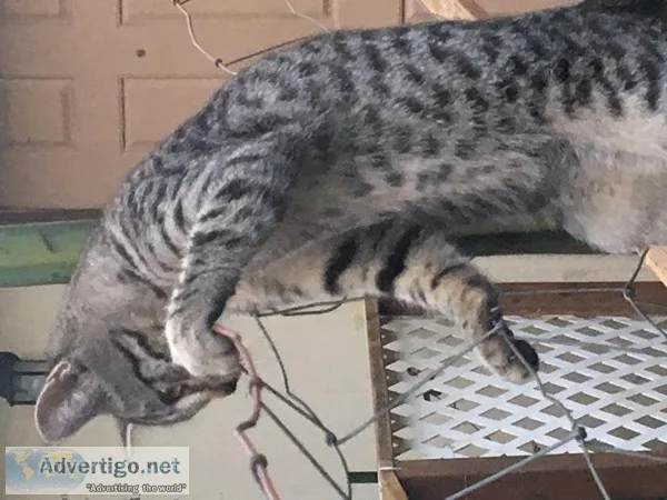 Bengal jungle bob ( Manx) hybrid kittens