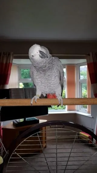 Female African Grey