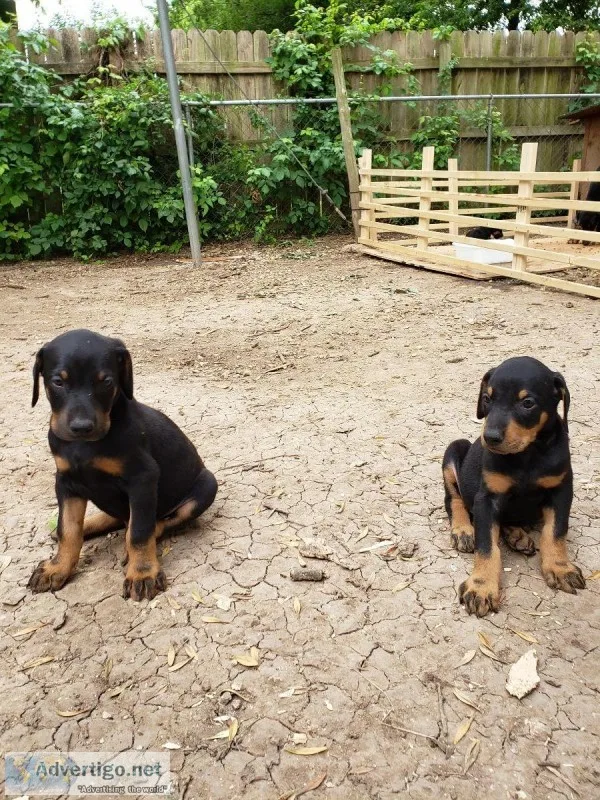 Doberman pinscher puppies