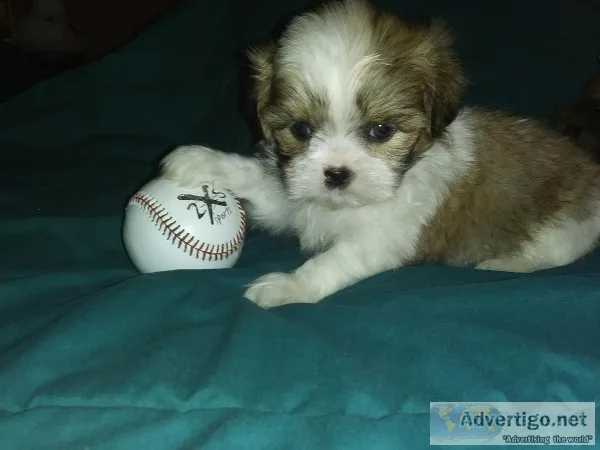 Maltese-shih Tzu puppies