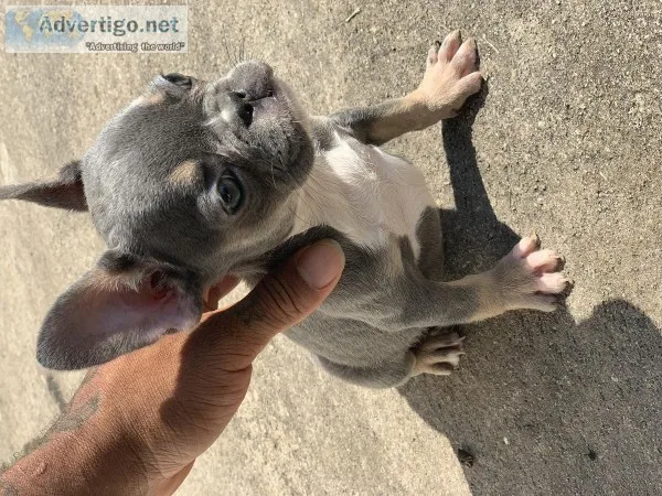 Blue and tan tri color female frenchie for sale