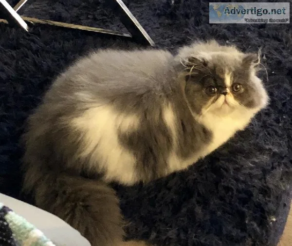 Persian Kitten Gorgeous