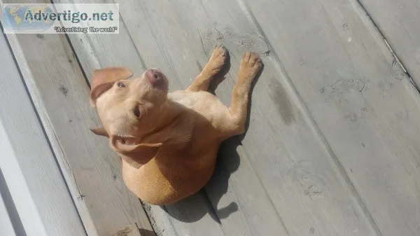 Chiweenie
